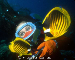 YELLOW BUTTERFLYFISH AND A GIRLDIVER.
Nikonos 15 mm+ Ike... by Alberto Romeo 